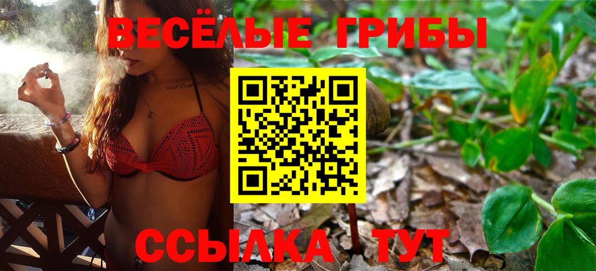 Псилоцибиновые грибы Psilocybe Будённовск