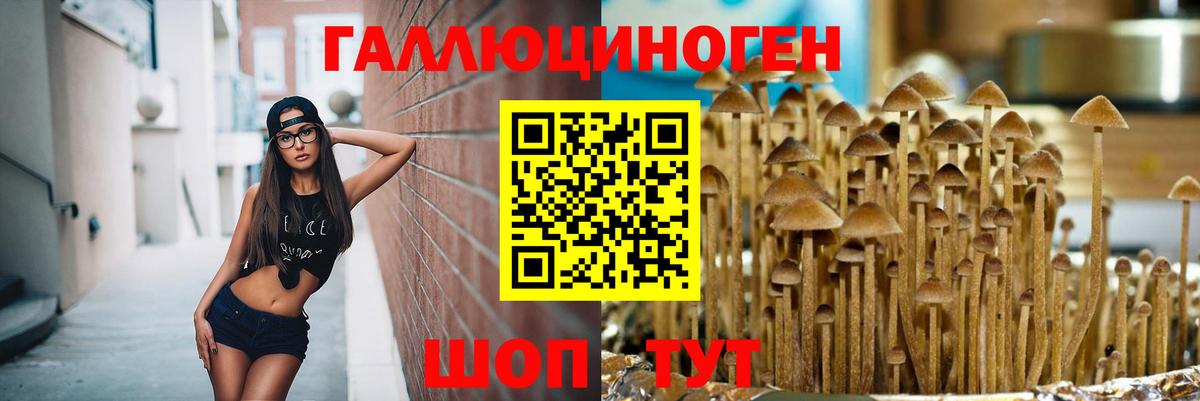 Будённовск  Галлюциногенные грибы прущие грибы  Вход с VPN 